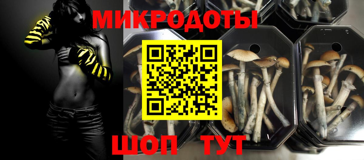 Псилоцибиновые грибы Psilocybe Боровичи